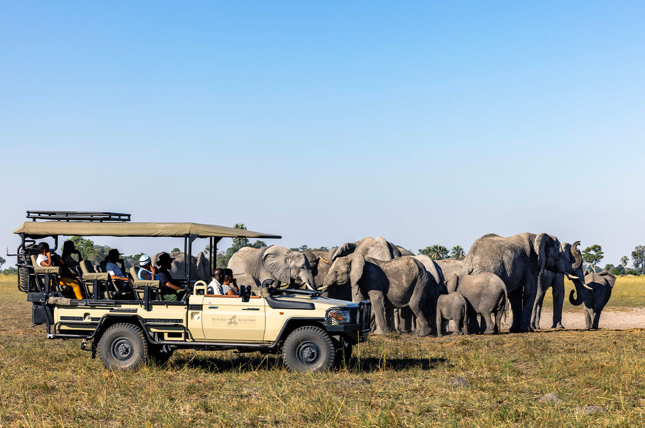 Elephant ride next to the safari car