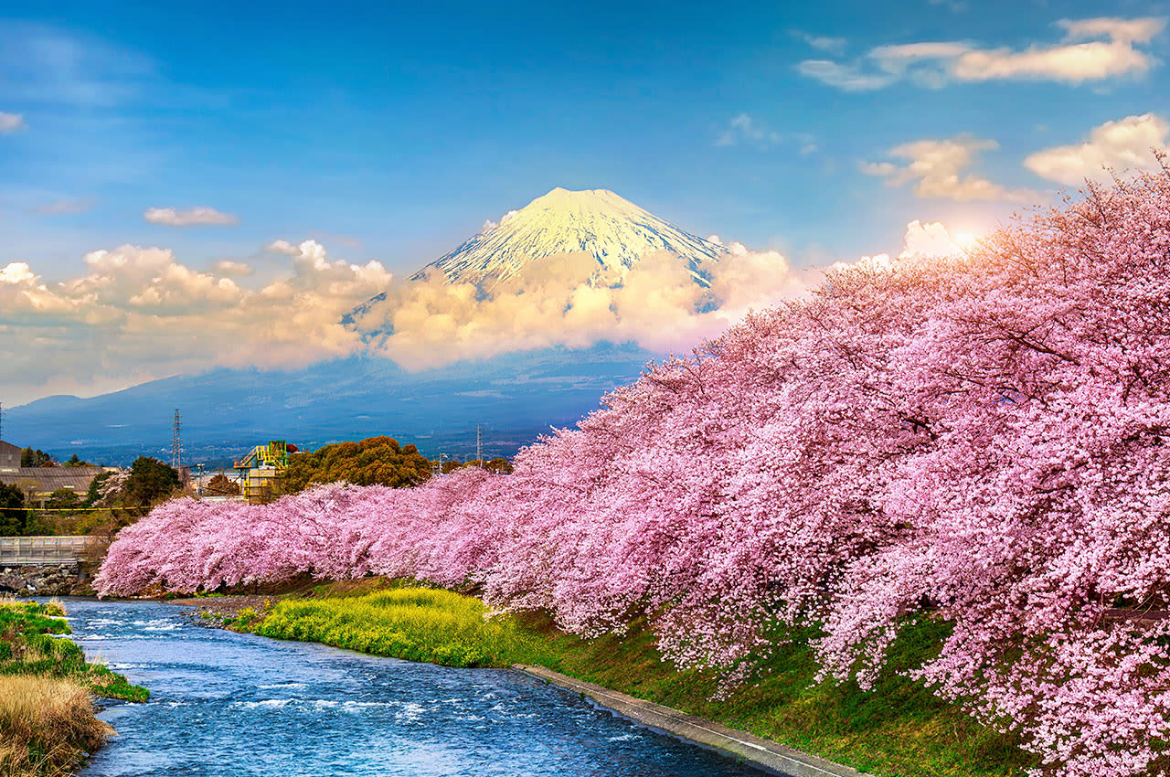 Mount Fuji behind cherry blossoms
