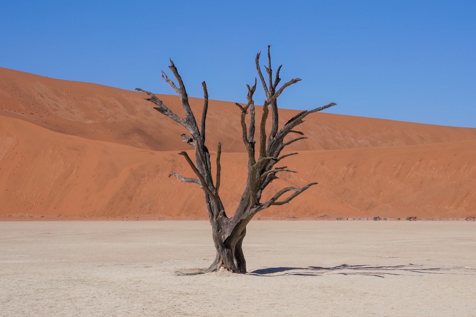 Dry tree in Deadvlei with the red dunes of Sossusvlei at the bottom
