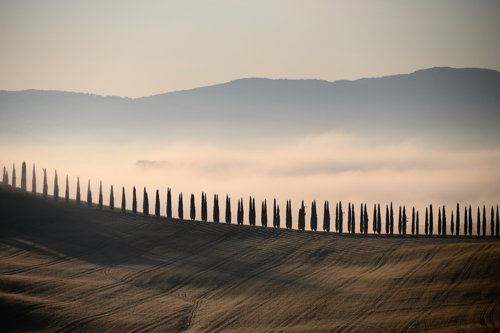 Row of cypresses in the mist of dawn in Val d'Orcia